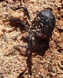 The bloody-nosed beetle, Timarcha tenebricosa, defending itself by releasing a droplet of noxious red liquid (base of leg, right)